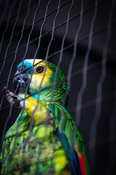 Parrot Performance